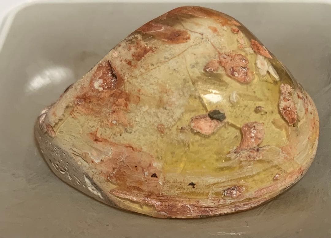 化石　三葉虫　アンモナイト　シェルオパール　メガロドンの歯