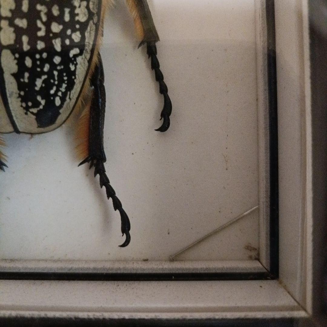 ゴライアスオオツノハナムグリ 標本 黒フレーム