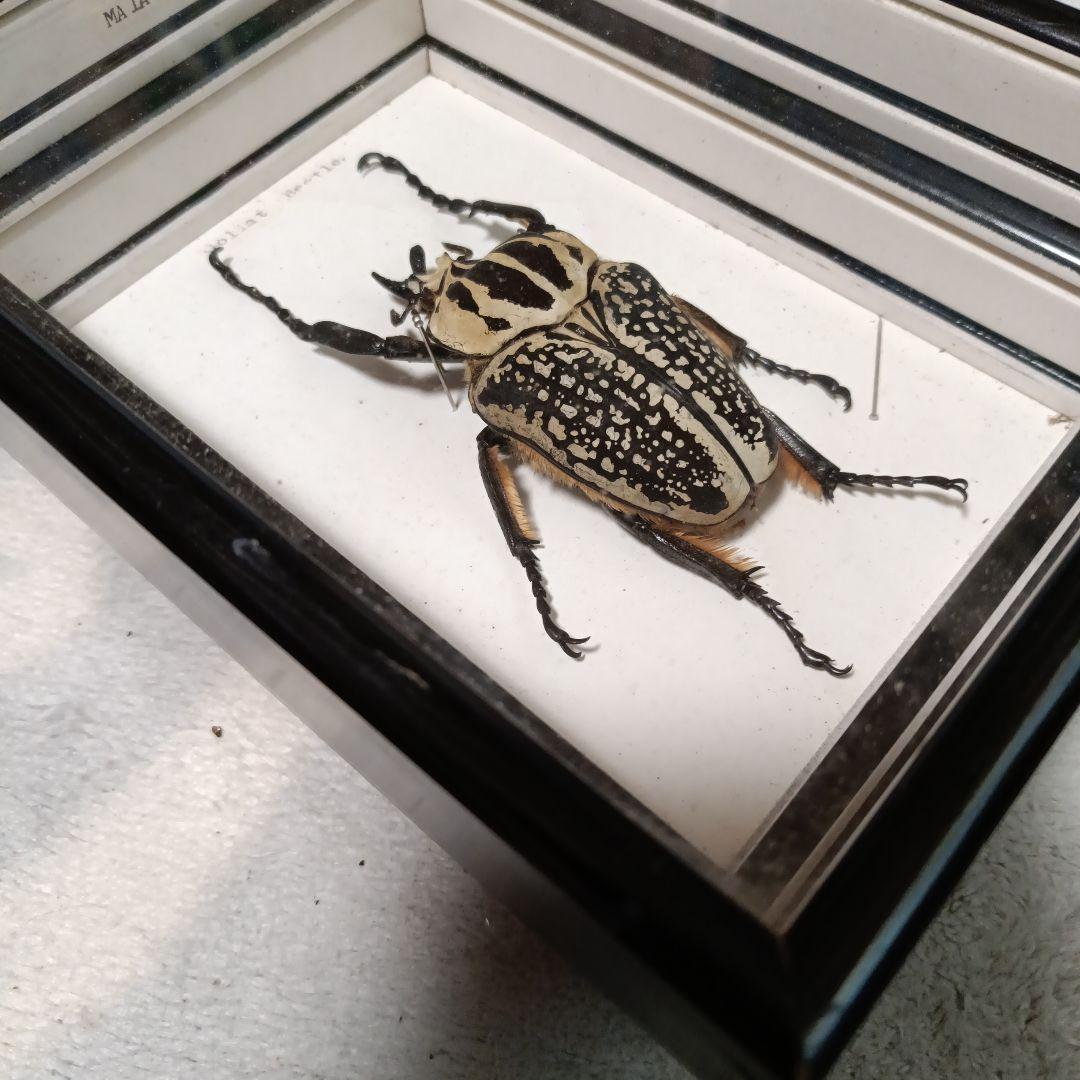 ゴライアスオオツノハナムグリ 標本 黒フレーム