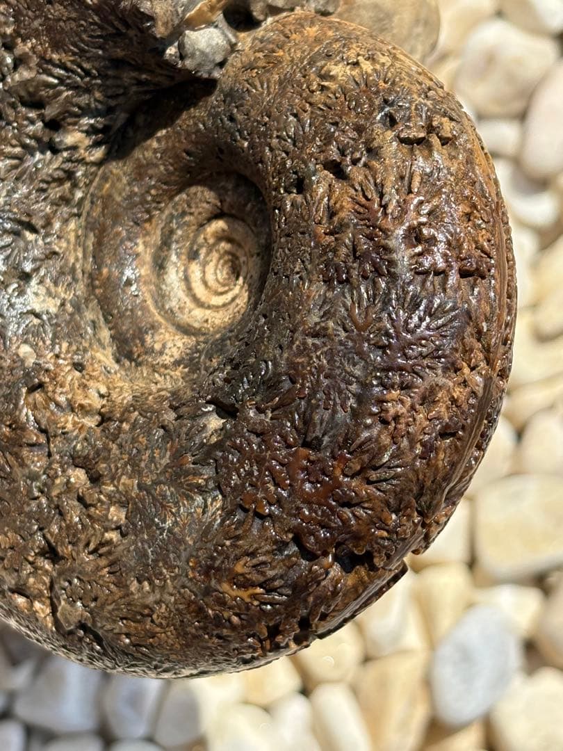 極美品　飴色の縫合線が見事なアンモナイトの女王　インターメディウム　化石