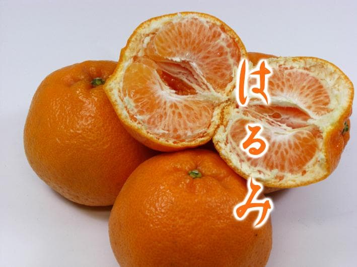 はるみ9Kg×2箱　【２箱縛りでの発送】