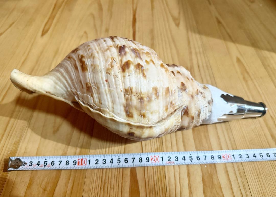 修験道法螺貝36.5㎝山伏　密教　魔除け　熊よけ❣️ほら貝　ホラガイ
