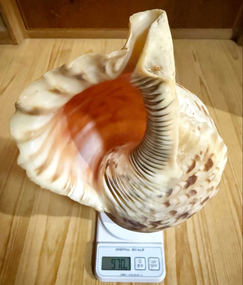 修験道法螺貝36.5㎝山伏　密教　魔除け　熊よけ❣️ほら貝　ホラガイ