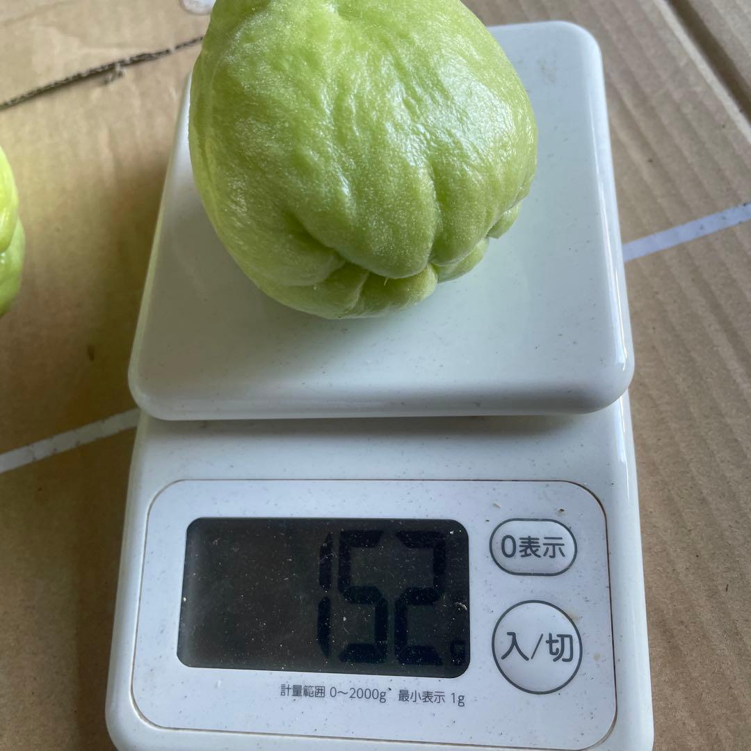 ハヤトウリ　約25kg 箱込み　無農薬