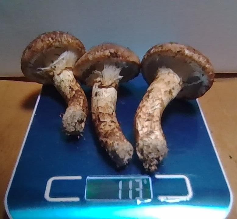 松茸　１１3ｇ