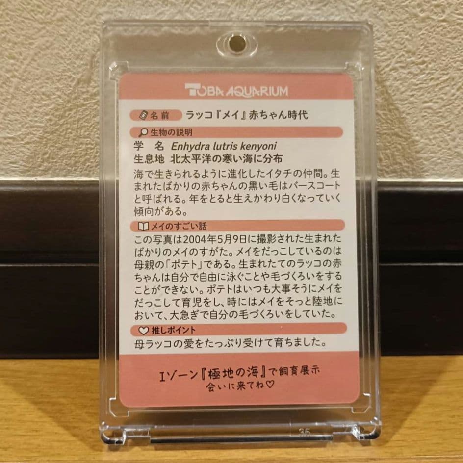 鳥羽水族館　コレクションカード　メイ（レア）　ラッコ　赤ちゃん