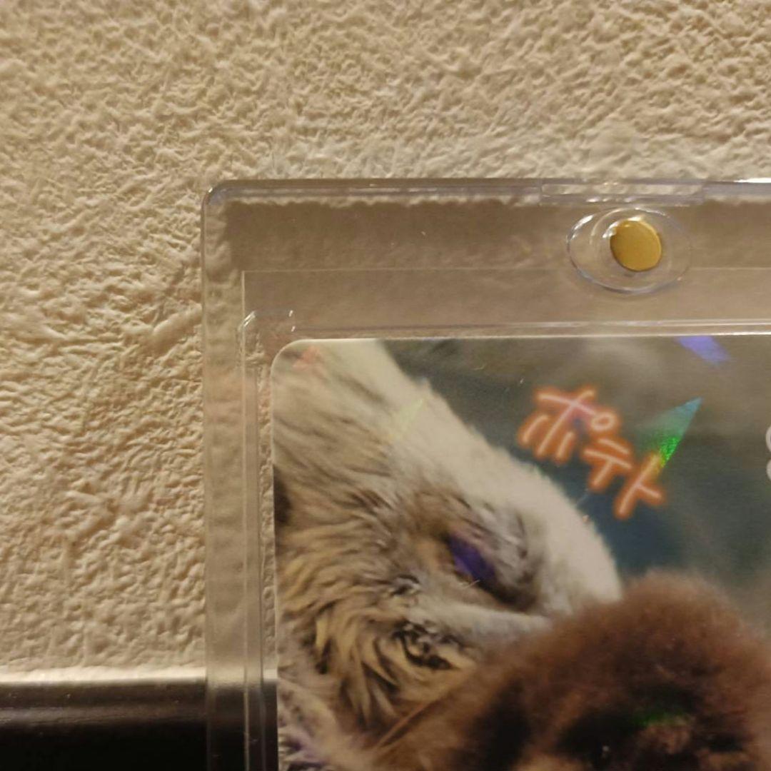 鳥羽水族館　コレクションカード　メイ（レア）　ラッコ　赤ちゃん