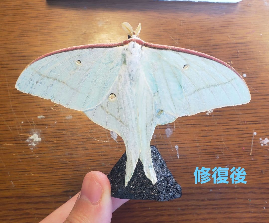 くなりみい出品 立体標本8点