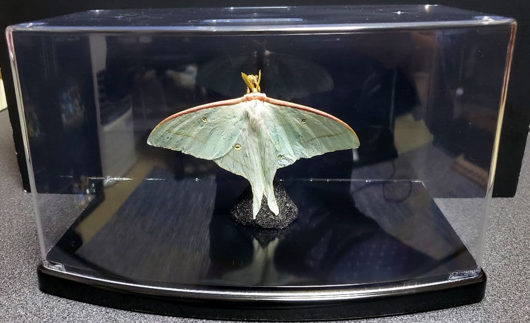 くなりみい出品 立体標本8点