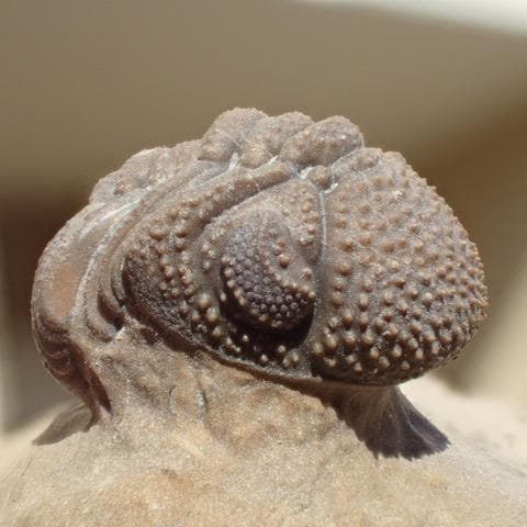 三葉虫の化石 美麗 モロッコ産 モロコプス・スピニファー 本物保証