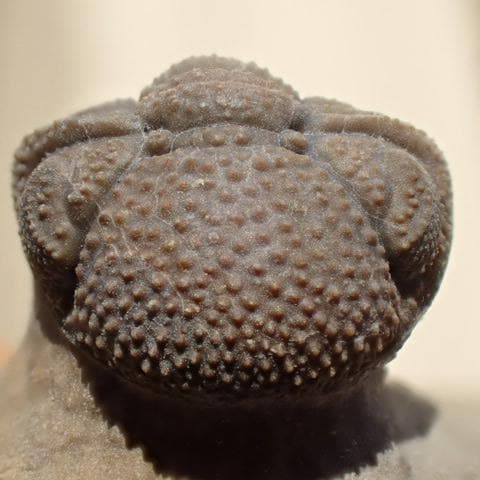 三葉虫の化石 美麗 モロッコ産 モロコプス・スピニファー 本物保証