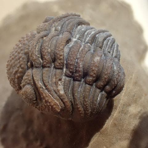 三葉虫の化石 美麗 モロッコ産 モロコプス・スピニファー 本物保証