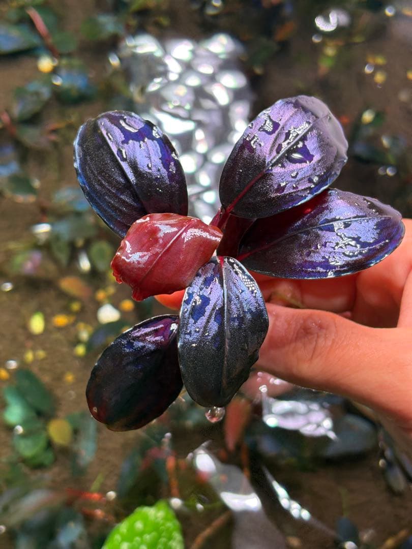 よしおページムーンライト、シルバーパウダー、パープルメタリックミッドナイト