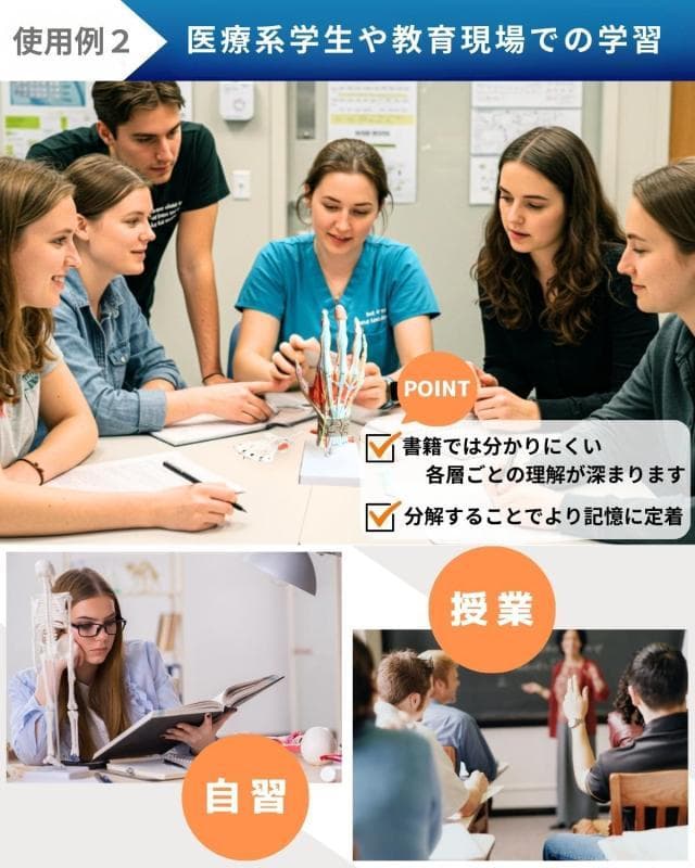 【未開封新品】手解剖模型 7パーツ分解モデル 等身大