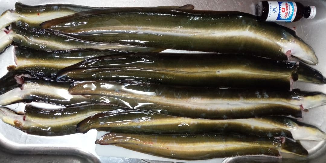 天然うなぎ　冷凍　大~特大　まとめて10本　約600gを捌いて2600g