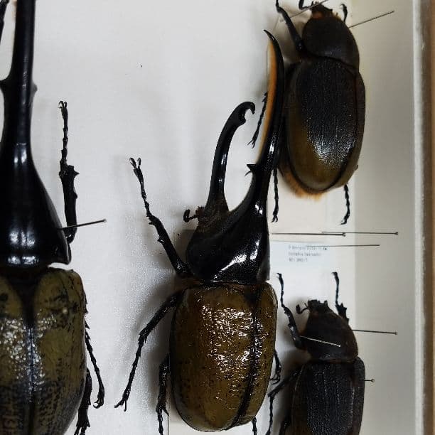 コレクションシリーズヘラクレスリッキー-2