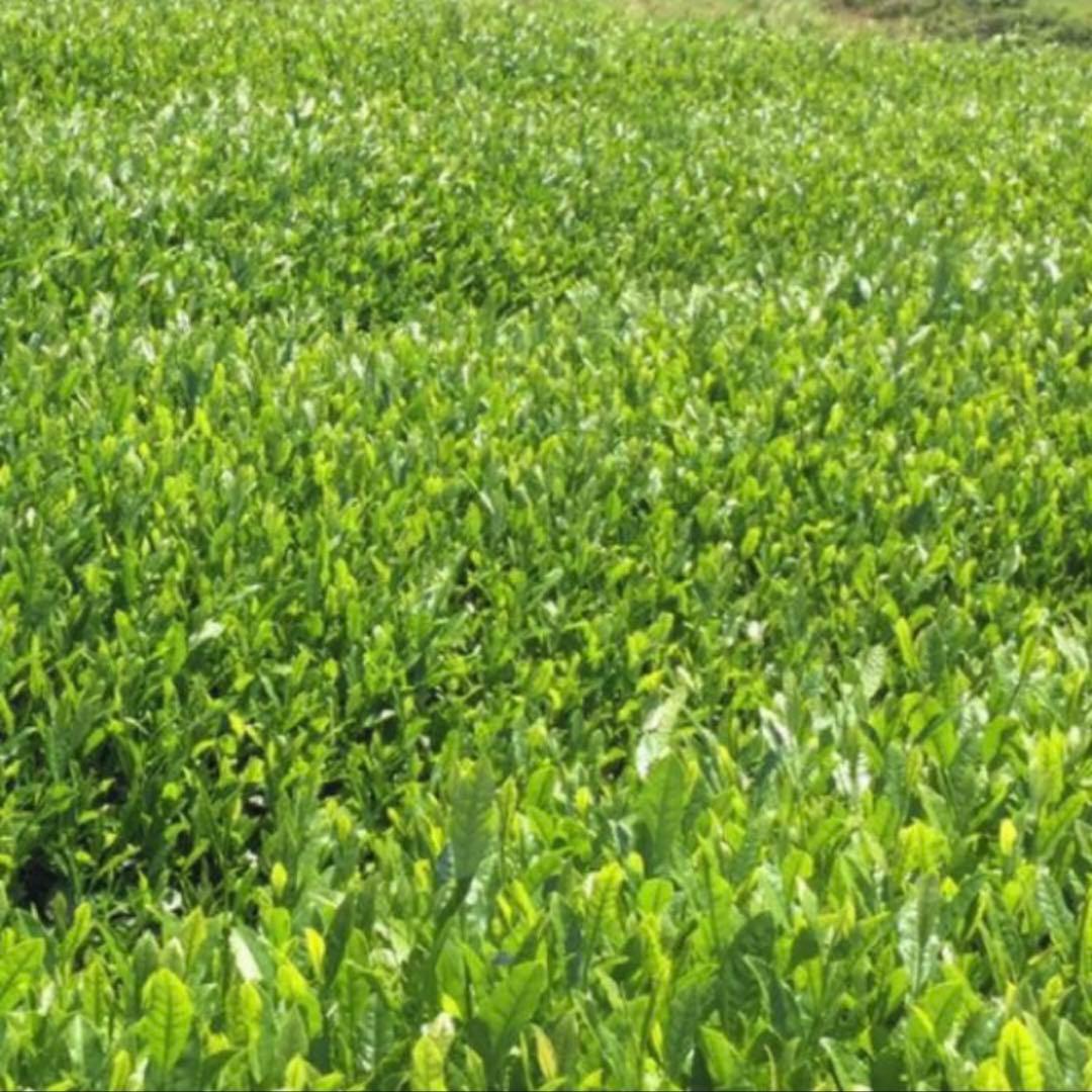 八女茶，緑茶(特上煎茶)1000円10袋 ライラです。