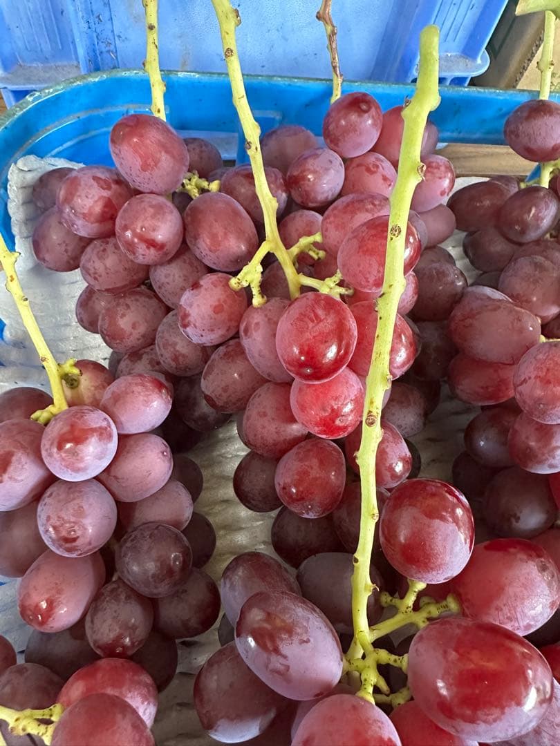 小粒クイーンルージュ⭐︎２キロ　ご家庭用