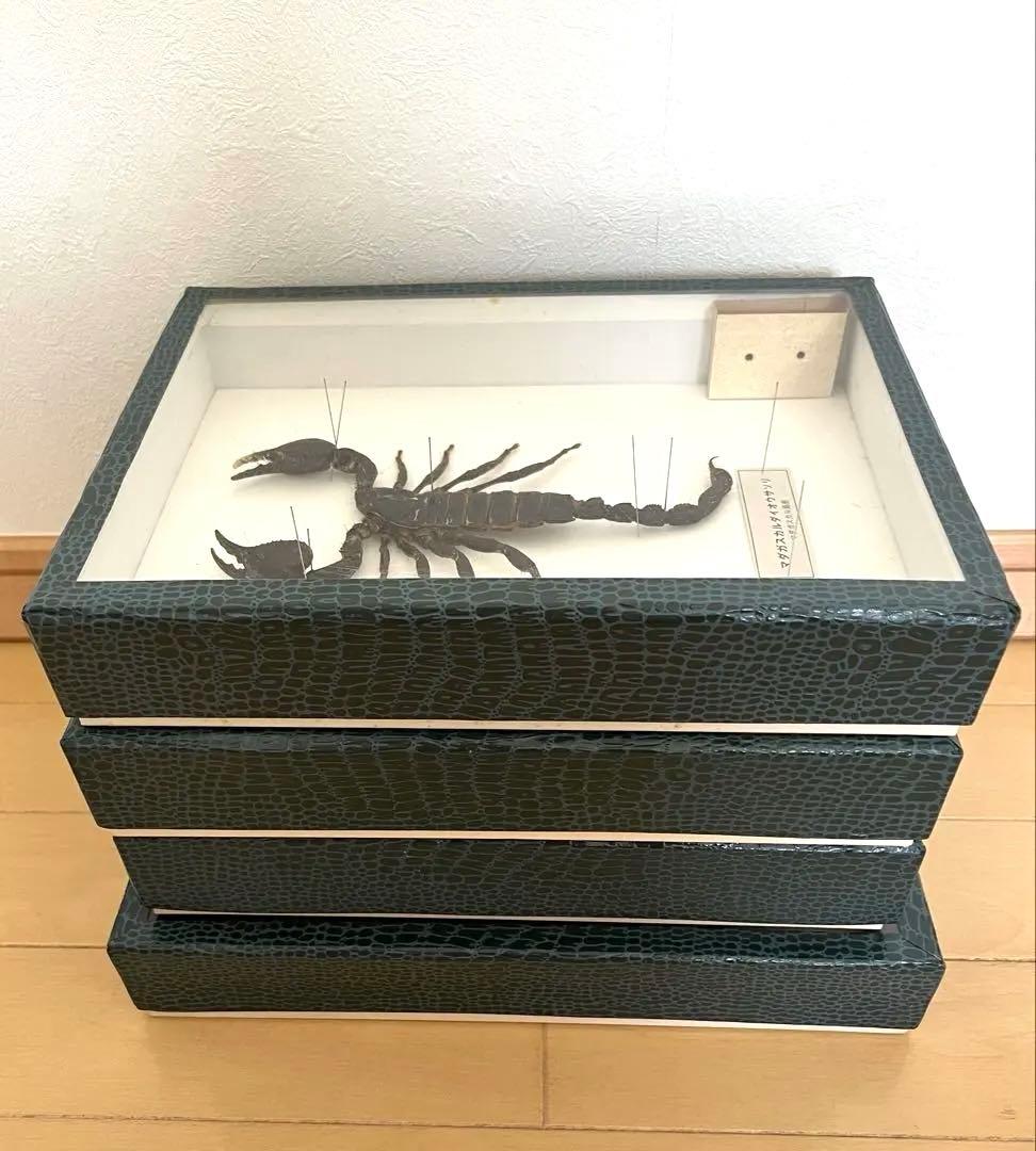 昆虫標本コレクション まとめ売り4点セット