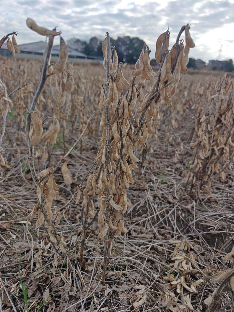令和7年産　大豆 フクユタカ 正味13kg　愛知県産