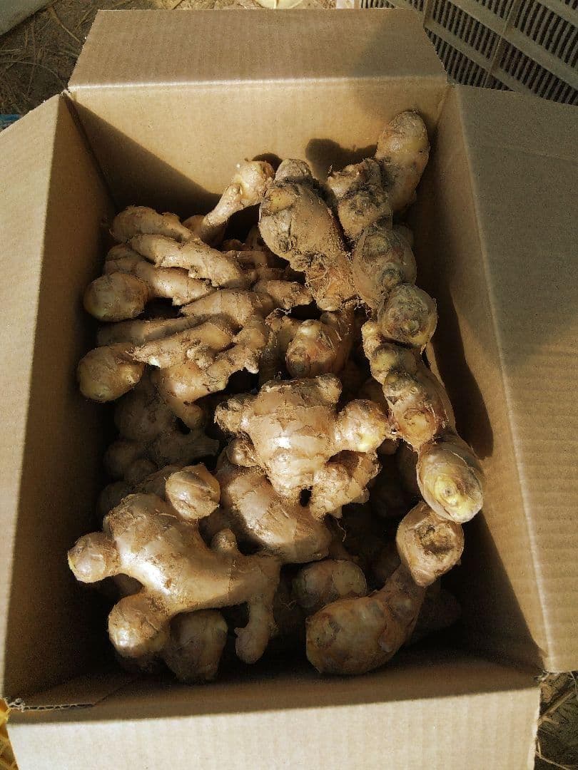 けむけむ専用大ショウガ１０ｋｇ