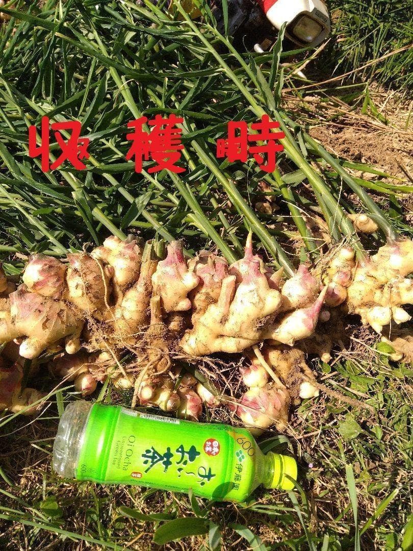 けむけむ専用大ショウガ１０ｋｇ