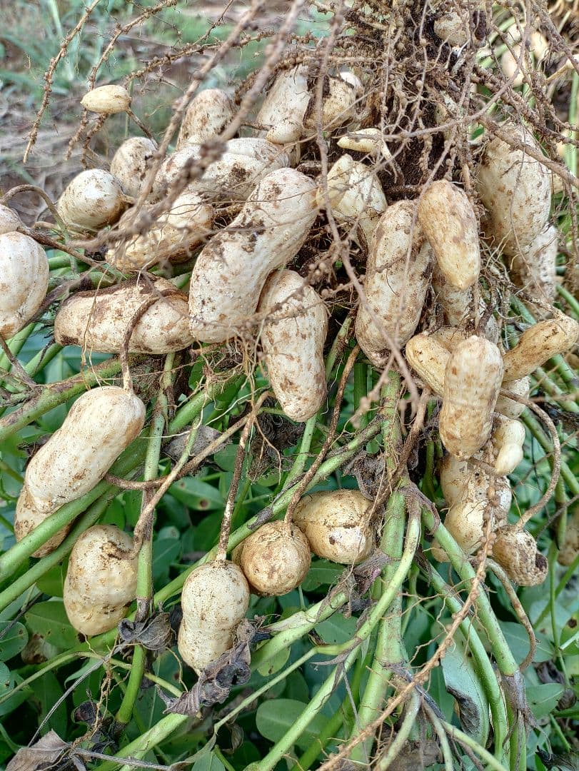 千葉県　八街産　掘りたて　おおまさり　生落花生　5Kg