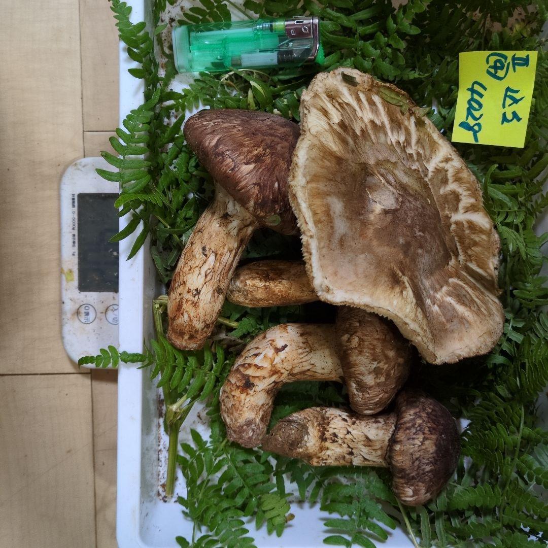 和歌山松茸 新鮮朝市　込み込み　420㌘