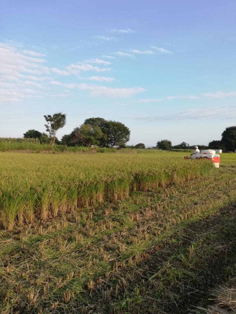 農家直送　子育て応援米　農薬不使用　9.5キロ　令和7年産　赤城産ちほみのり
