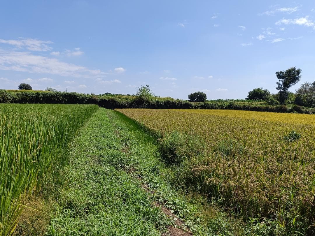 農家直送　子育て応援米　農薬不使用　9.5キロ　令和7年産　赤城産ちほみのり