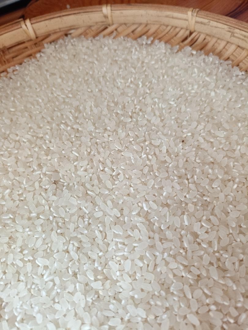 農家直送　子育て応援米　農薬不使用　9.5キロ　令和7年産　赤城産ちほみのり