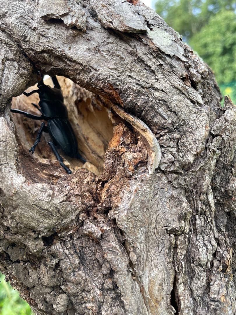 クワリウム　シェルター　登り木　エサ台　特大サイズ