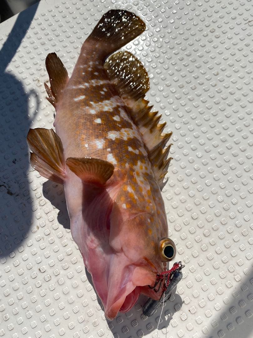 コスパ最強で釣果抜群！★エビ針ジグ★魚釣り 船釣り 仕掛け ★送料無料★