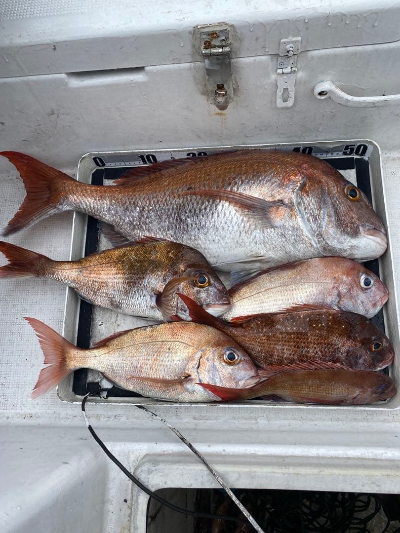 コスパ最強で釣果抜群！★エビ針ジグ★魚釣り 船釣り 仕掛け ★送料無料★