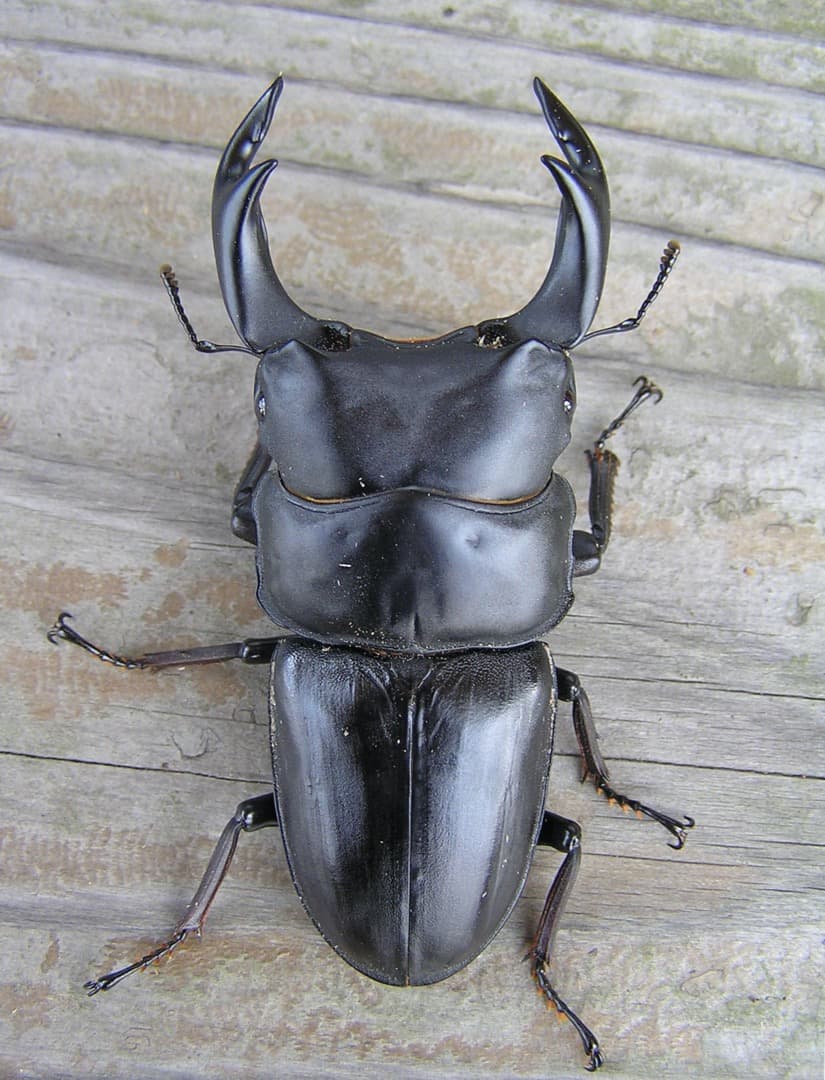 高性能・高品質　BREED菌糸ブロック　3500cc　8個