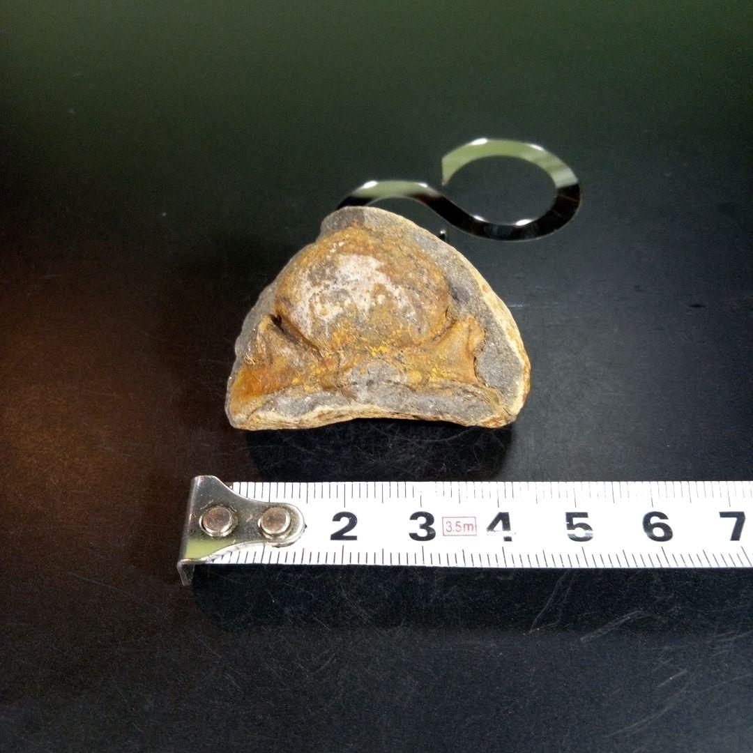 三葉虫　化石　fossil　ボリビア産　trilobite　ボリビア三葉虫郡①