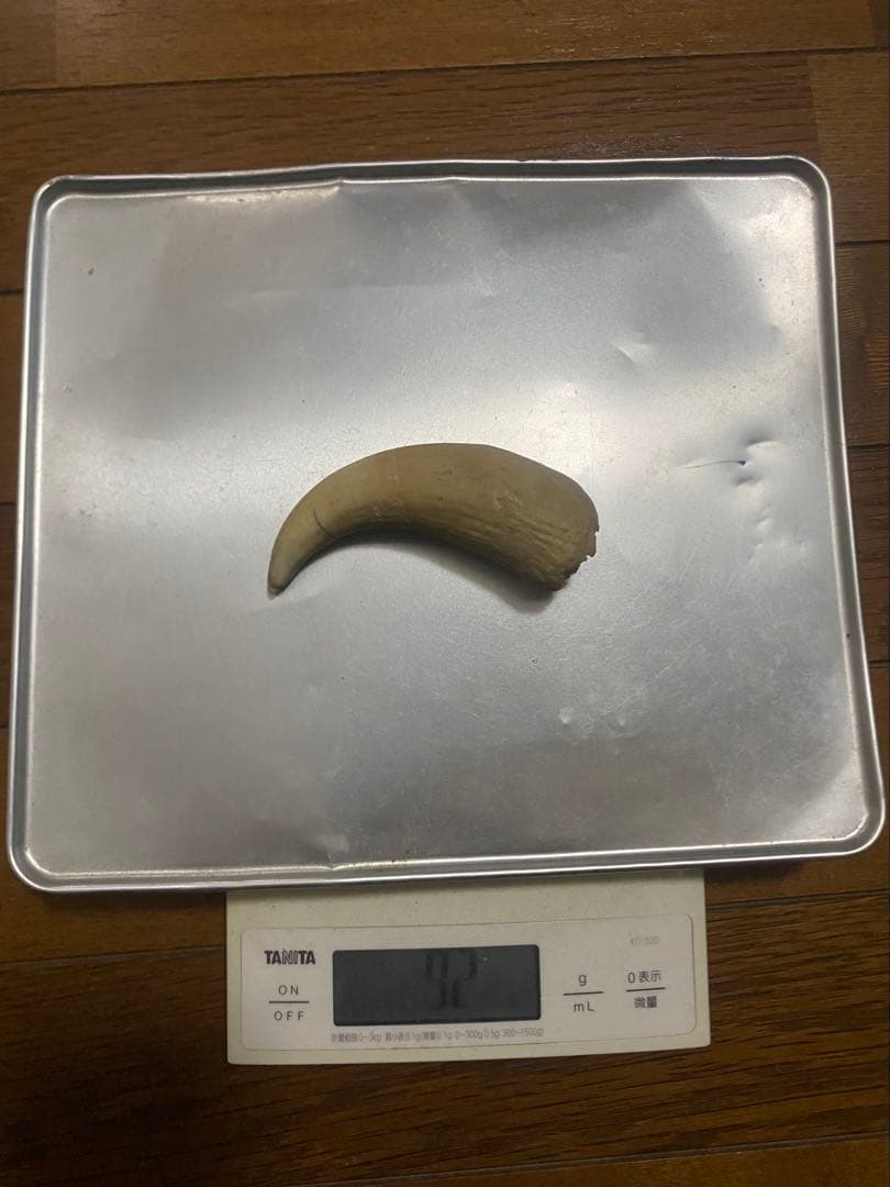 希少 マッコウクジラ 歯 72g