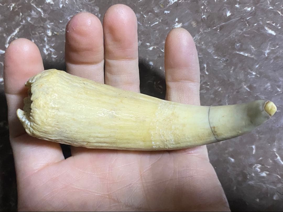 希少 マッコウクジラ 歯 72g