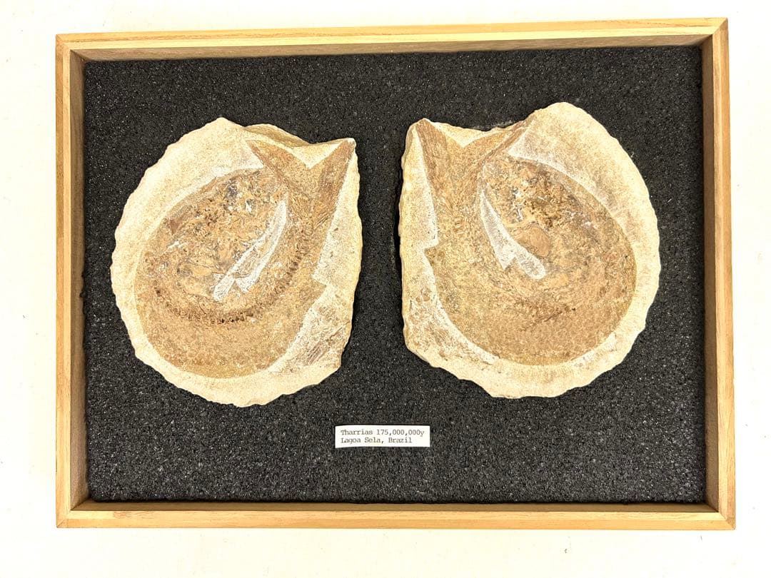 古代魚化石 Tharrias ジュラ紀 標本