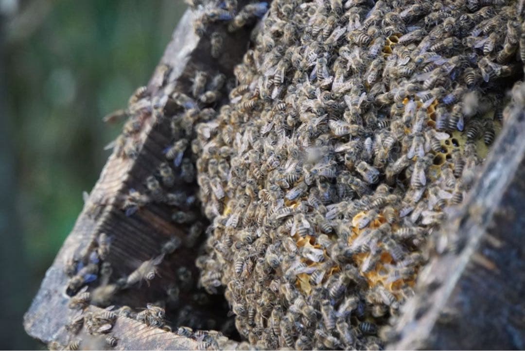 はちみつ　日本蜜蜂のハチミツ　奥山の蜂蜜　花粉入り