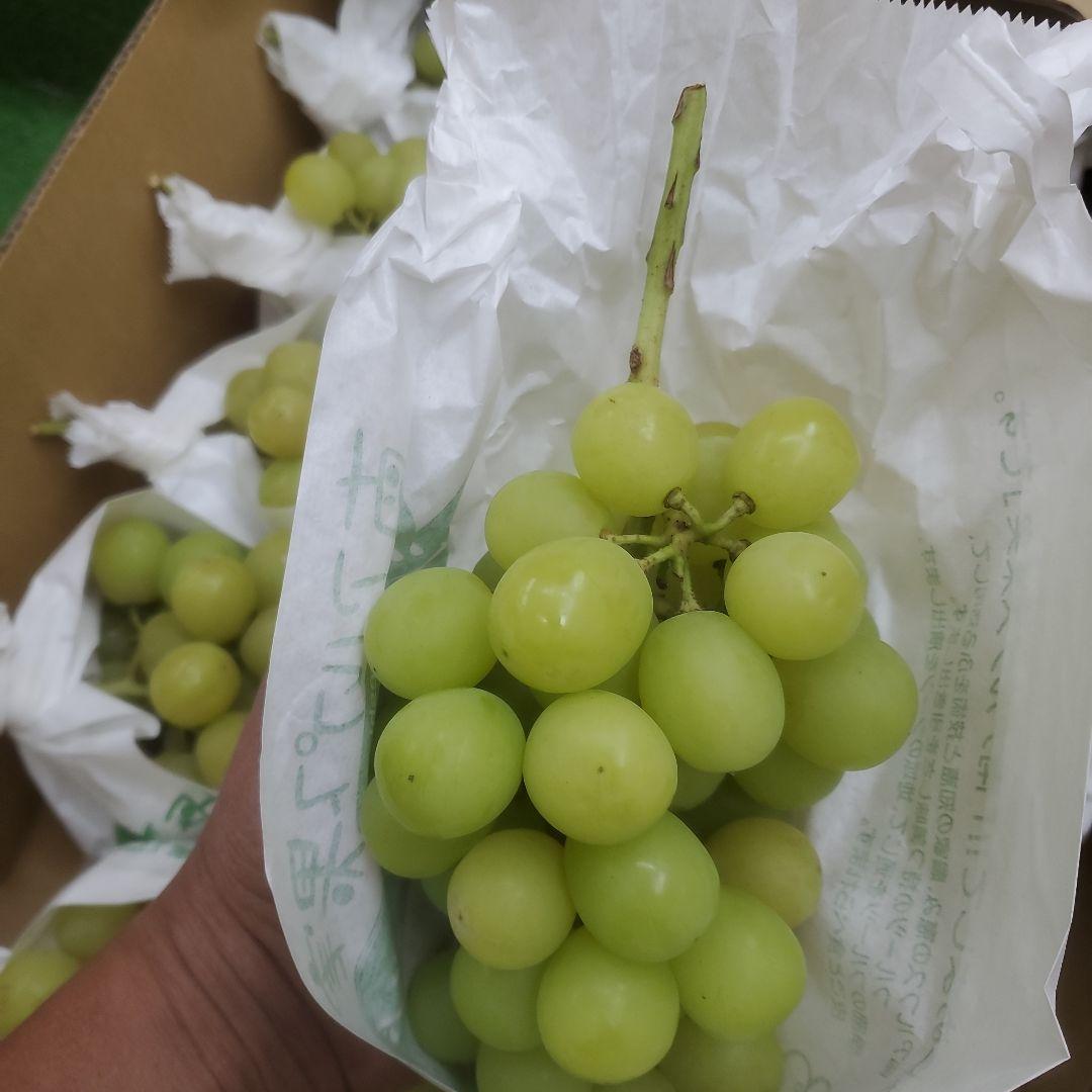 8️⃣ 山梨県産 シャインマスカット １０房入り 箱込み5.3キロ