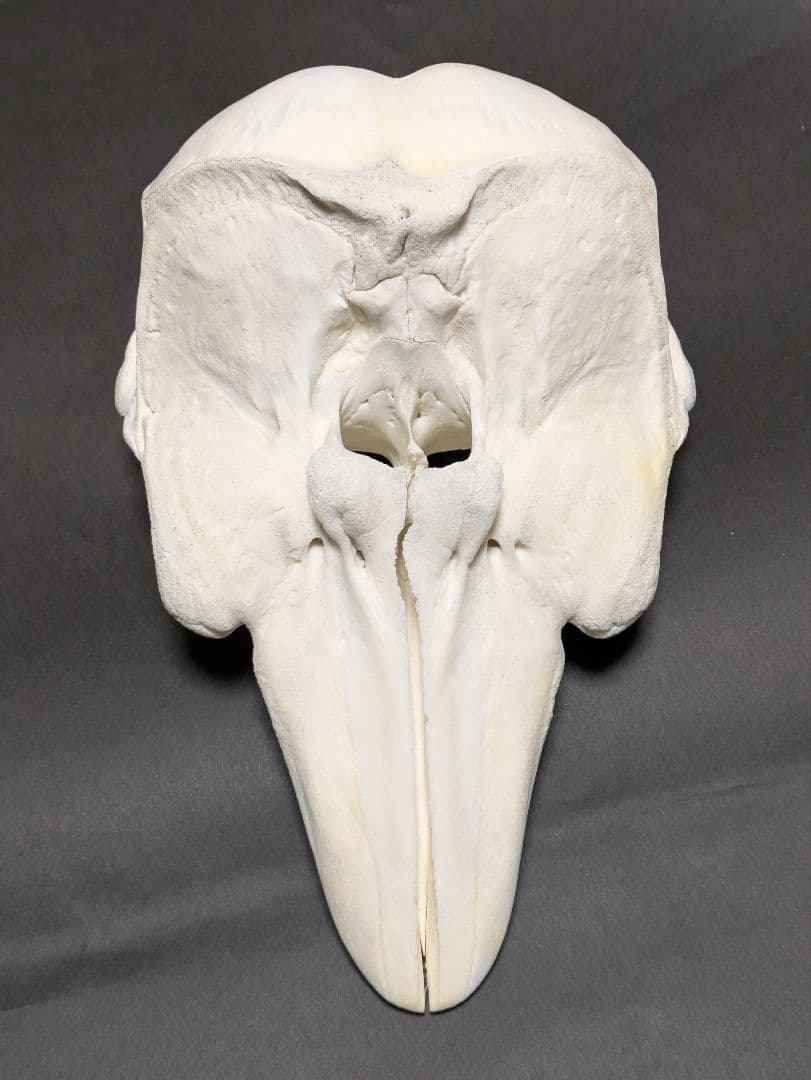 頭骨標本　鯨類イルカの仲間