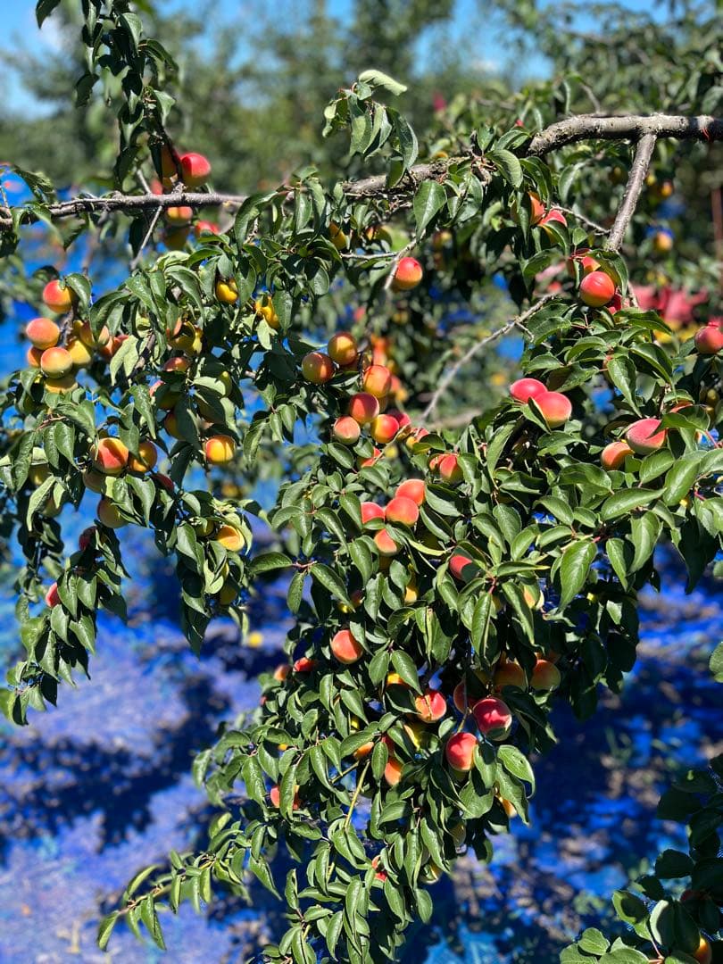 紀州5年熟成種抜き梅干　白干し　無添加　10kg入り　在庫①