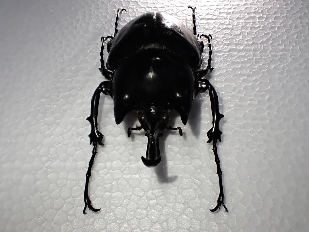 【標本】レックスゾウカブト　ペルー産　115.1ミリ　野外品