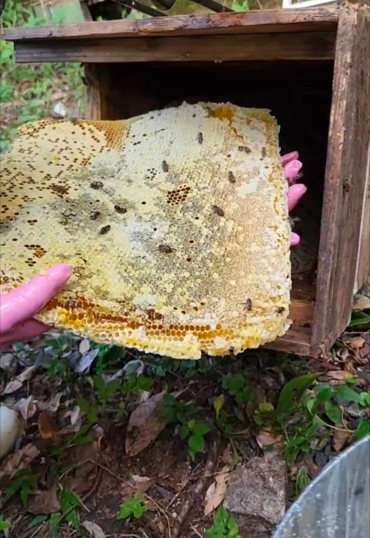 ニホンミツバチの蜂蜜　出不精ママ