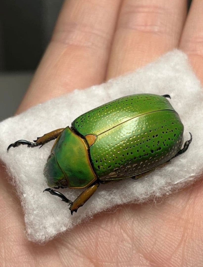 【鶯黄金最高峰】キンモンウグイスコガネ 標本 スペクタビリスウグイスコガネ