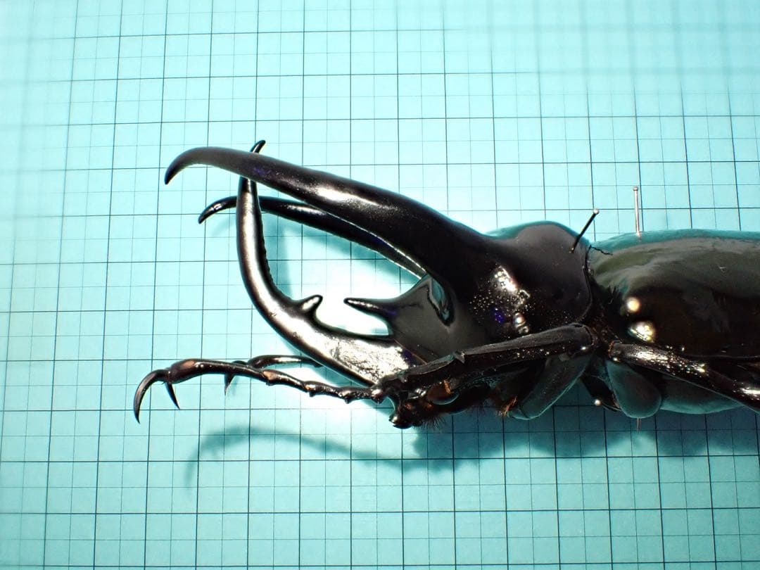 【標本】コーカサスオオカブト　スマトラ島産　120.0ミリ　野外品