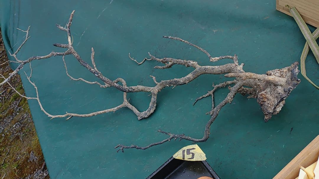 海松？　黒松？　深海松？　黒珊瑚？　虹色珊瑚？ 原木