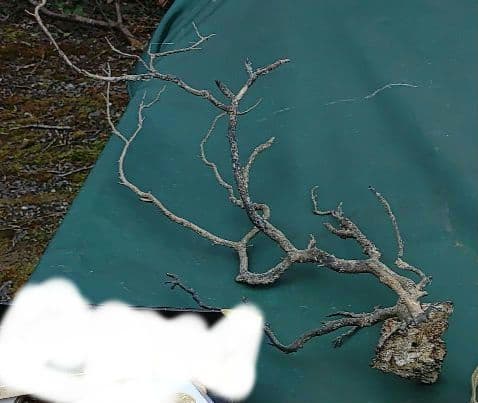 海松？　黒松？　深海松？　黒珊瑚？　虹色珊瑚？ 原木