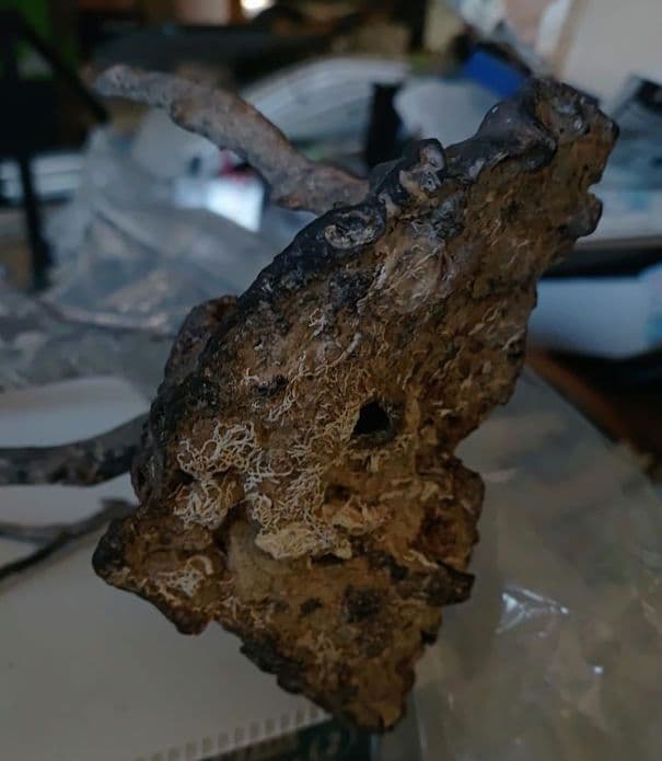 海松？　黒松？　深海松？　黒珊瑚？　虹色珊瑚？ 原木